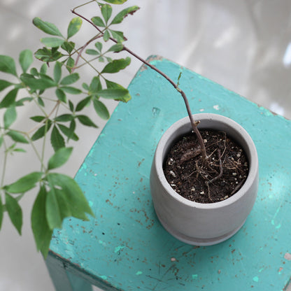 Round cement flower pot!
